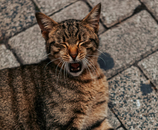 Best Cat Toys for Bored Indoor Cats