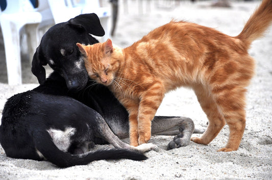 10 Signs Your Cat Trusts You (And One That Might Surprise You)