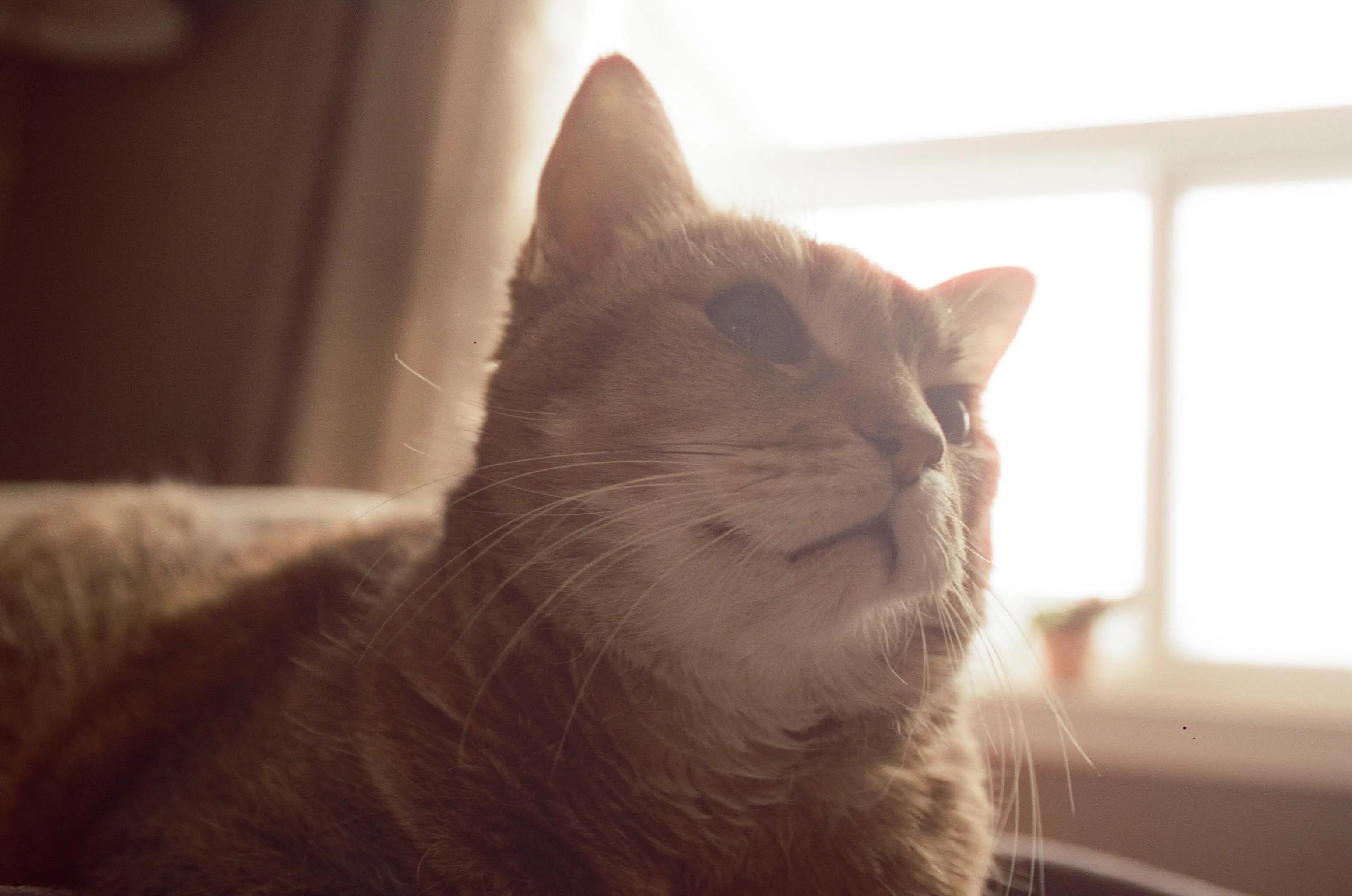 Cat sitting by a window with soft, warm light