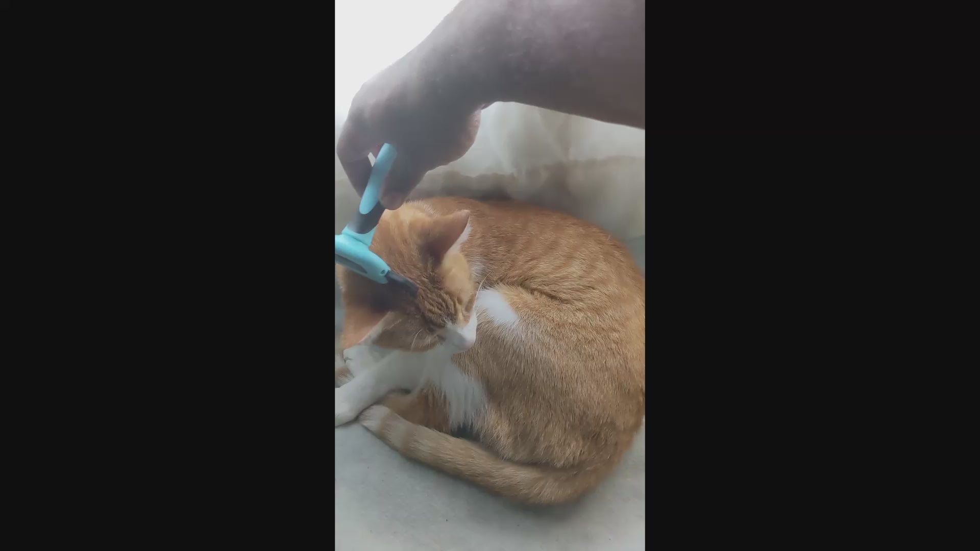 Load video: Cat being combed with grooming tool